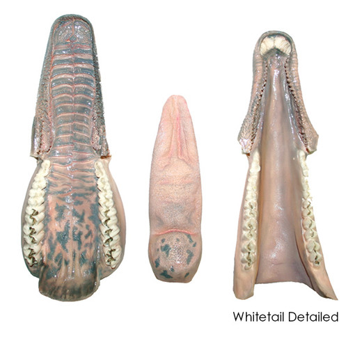 Jawsets by Brian Olson