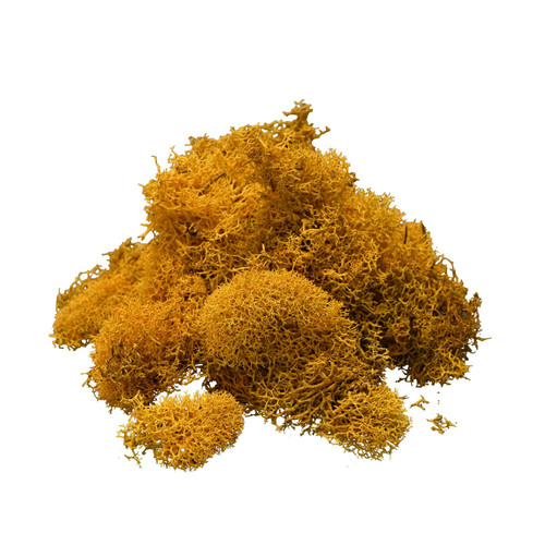 Reindeer Moss