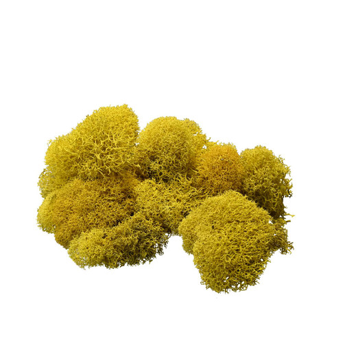Reindeer Moss
