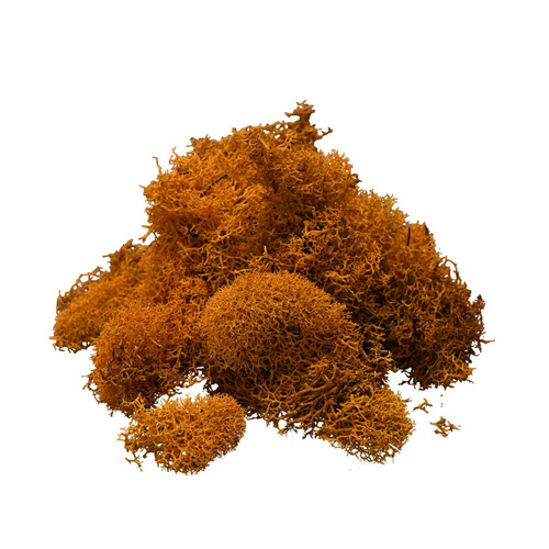 Reindeer Moss