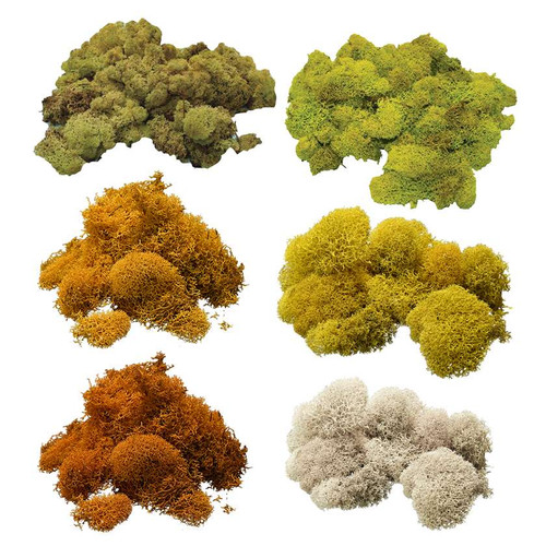 Reindeer Moss