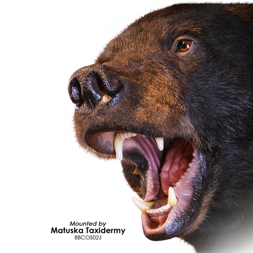Bear | Black (Snarling)