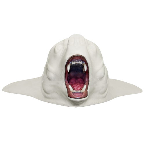 Bear | Black (Snarling Rugshell)
