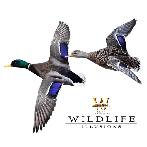 Bird Heads | DIY by Wildlife Illusions