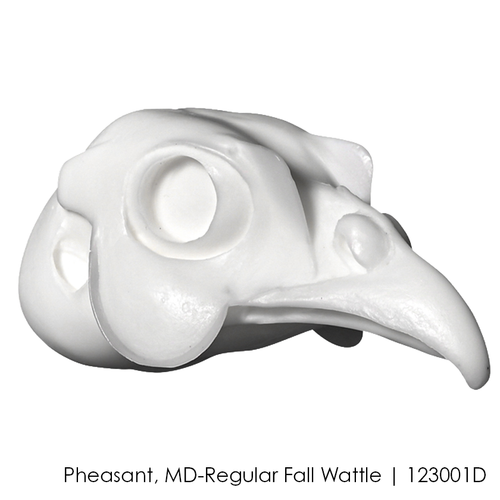 Bird Heads | DIY by Wildlife Illusions