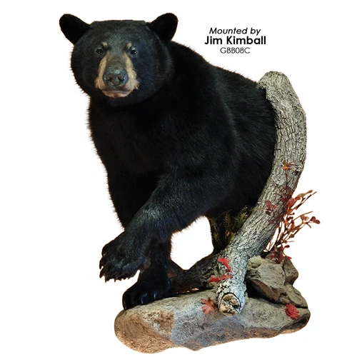 Bear | Black (Offset 3/4 Lifesize)