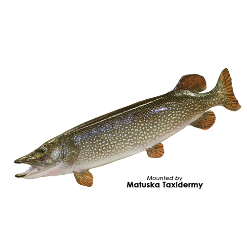 Fish On Fish Form | Bluegill