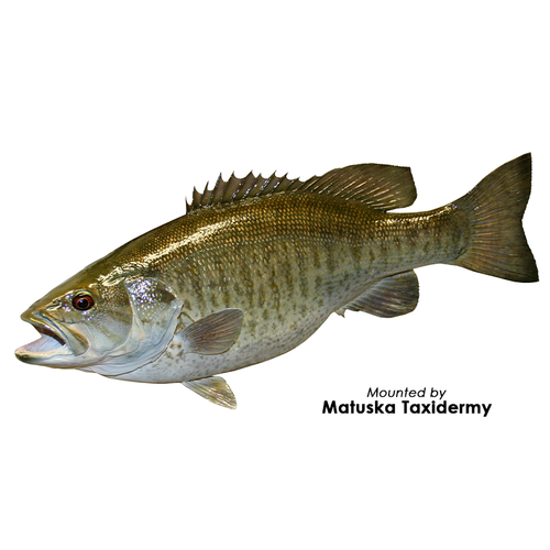 Fish On Fish Form | Bluegill