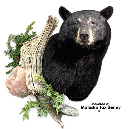 Bear | Black (Semi-Upright Offset)