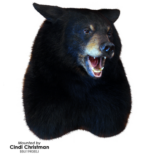 Bear | Black (Semi-Upright Offset)