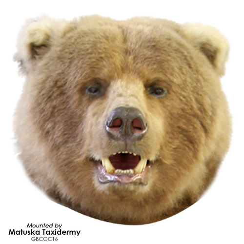 Bear | Grizzly (Closed Mouth)