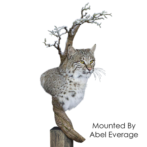 Bobcat (Pedestal)