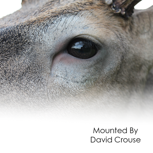 Whitetail Deer | XP (Semi-Sneak Offset)