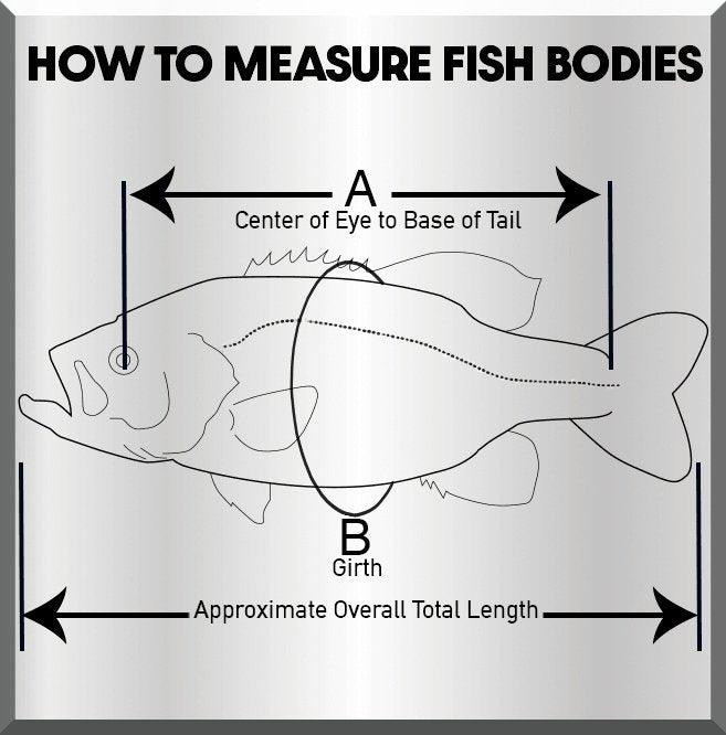 Muskie Fish Reproduction (S-Curve) - Matuska Taxidermy Supply Company
