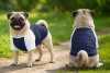 Two pugs wearing navy blue and white raglan t-shirts stand on a grassy path, facing away and towards the camera.