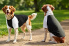 Two dogs wearing black and white raglan t-shirts, standing on a sunny path surrounded by greenery.