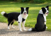 Two border collies wearing black and white raglan t-shirts stand on a gravel path in a green outdoor setting.