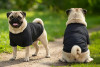 A black raglan T-shirt designed for dogs, worn by two pugs in a grassy outdoor setting.