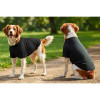 Two dogs wearing black raglan T-shirts stand on a path surrounded by greenery. The dogs are facing different directions.