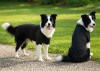 Two border collies wearing black raglan t-shirts stand on a grassy path, facing different directions.