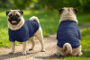 Two pugs wearing navy blue raglan t-shirts stand on a grassy path, one facing forward and the other facing away.