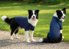 Two dogs wearing blue raglan T-shirts stand on a gravel path in a green grassy area. One dog faces forward while the other looks back.
