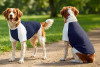 Two dogs wearing navy and white raglan t-shirts in a sunny outdoor setting. One dog is facing forward, the other is turned away.