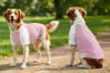 Two dogs wearing pink raglan t-shirts with white sleeves, standing on a path in a green park.