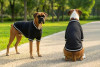 Two dogs wearing black varsity jackets with white stripes, standing on a pathway in a park setting.