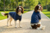 Two dogs wearing navy blue varsity jackets with white stripes stand in a park setting. One dog sits, while the other looks back.