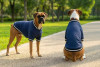 Two dogs wearing navy blue varsity jackets stand on a pathway in a park, showcasing a casual and sporty look.