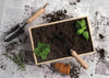A wooden garden box filled with soil, featuring small plants, a trowel, and a hand rake, set on newspapers.