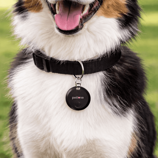 A dog wearing a black collar with a round black tag. The dog has a happy expression.