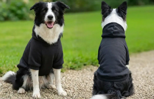 A black hoodie designed for dogs, featuring a hood, on two Border Collies in a grassy outdoor setting.