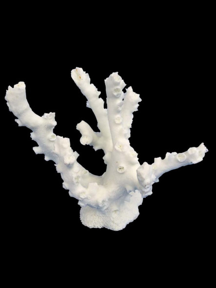 Weco Products South Pacific Coral Octopus Ornament - White - SM