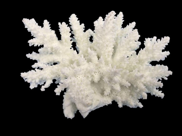 Weco Products South Pacific Coral Spiny Acorapora Ornament - White - SM