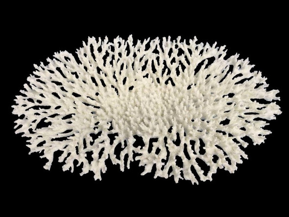 Weco Products South Pacific Coral Oval Tabletop Ornament - White - LG