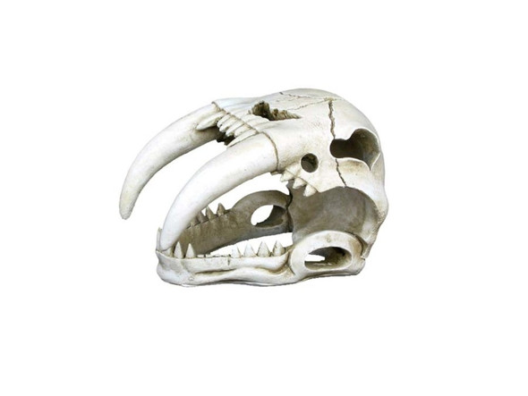 Weco Products Wecorama Catacombs Sabertooth Skull Aquarium Ornament - White