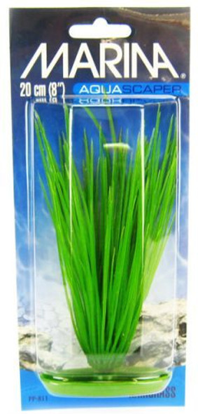 Marina Hairgrass Plant 8 Tall