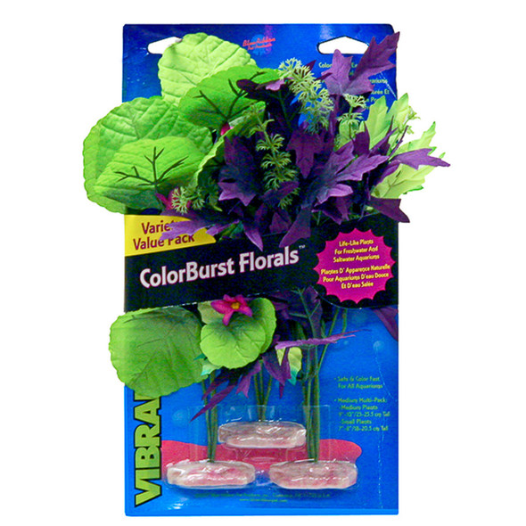 <body><p>Blue Ribbon ColorBurst Florals Amazon Flowering Cluster Variety Pack 3 Plants. Assortment includes 1 each of the following: Amazon Butterfly Leaf With Buds - medium, Broad Lily-Leaf with Flowering Buds - medium, Melon Leaf Cluster with Flowering Buds - small</p></body>