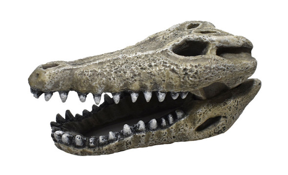 <body><p>2 Gator Skull Non-Toxic Resin Ornament</p><ul><li>Pirate Theme</li> <li>Resin Ornament</li> <li>Non-Toxic</li></ul></body>