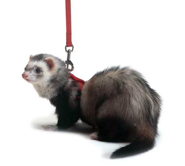 <body><p>Made with 3/8in sturdy flat nylon and fully adjustable, Marshall harness & lead sets are designed specifically for ferrets and guaranteed to work on any size ferret. Available in an assortment of colors.</p></body>