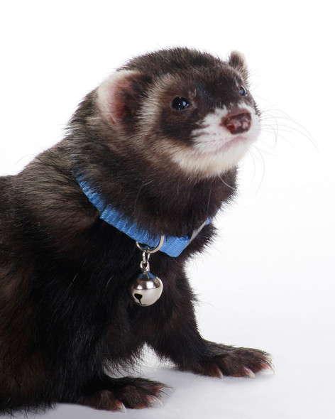 <body><p>Marshall Bell Collars are designed specifically for the anatomy of ferrets. Quick snap buckle makes for easy on/off. Enables ferrets to be heard when outside of cages. Available in an assortment of colors.</p></body>