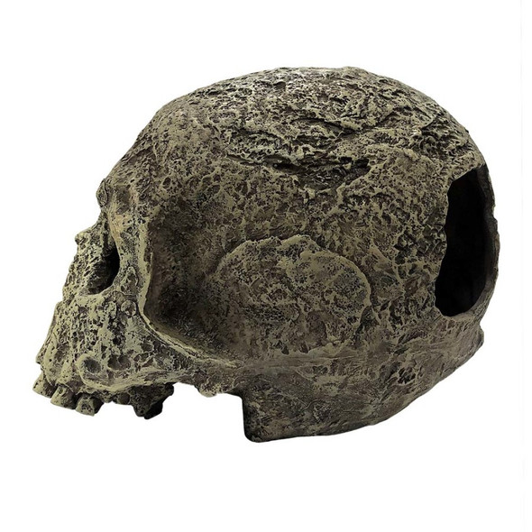 <body><p>Neanderthals were some of the first humans reptiles interacted with. Most reptiles have evolved or out lived that species and in return used their skull as a hide. Smooth resin and easy to clean, the Komodo Human Skull Textured hide will look great on land or in water. Perfect for providing shelter and to reduce stress with this secure environment.</p></body>