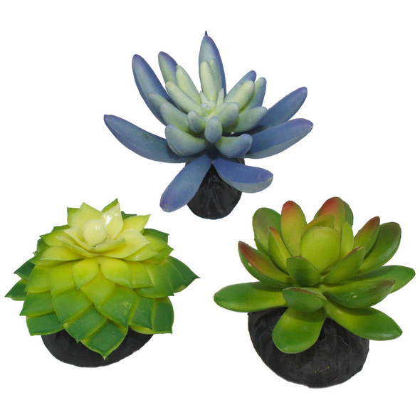 <body><p>This 3 pack of desert plants come assorted blue and green. The lifelike succulents have a weighted base making it harder to tip over.</p><ul><li>3 pack of desert plants</li> <li>Lifelike succulents</li> <li>Weighted base</li> <li>Assorted colors</li></ul></body>