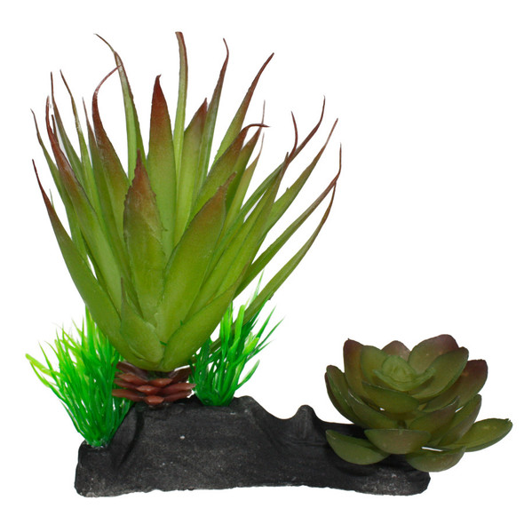 <body><p>The succulents come as two plants on one base. These lifelike plants have a weighted base.</p><ul><li>Two plants on one base</li> <li>Lifelike plants</li> <li>Weighted base</li></ul></body>