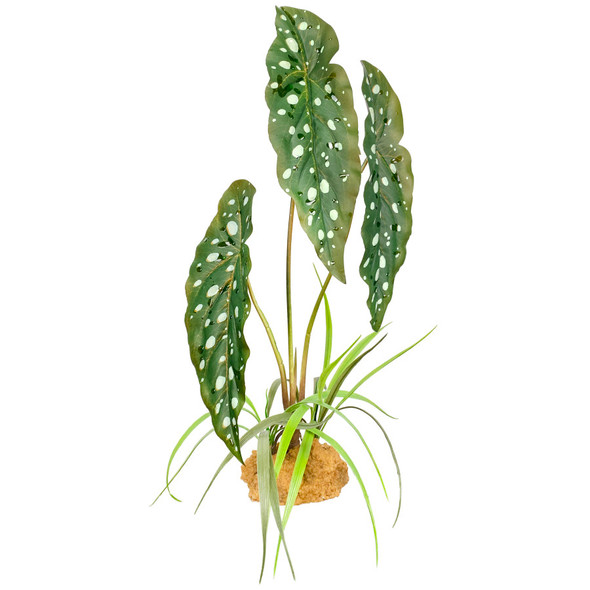 <body><p>Give your tank the natural look it deserves. Decorate your terrarium or aquarium with Komodo's vibrant and realistic Begonia Standing Plant. The sturdy base will keep the plant in place while your pet explores it's beautiful leaves.</p><ul><li>Give your tank the natural look it deserves</li> <li>Vibrant and realistic Plant</li> <li>Sturdy base will keep the plant in place while your pet explores it's beautiful leaves</li></ul></body>