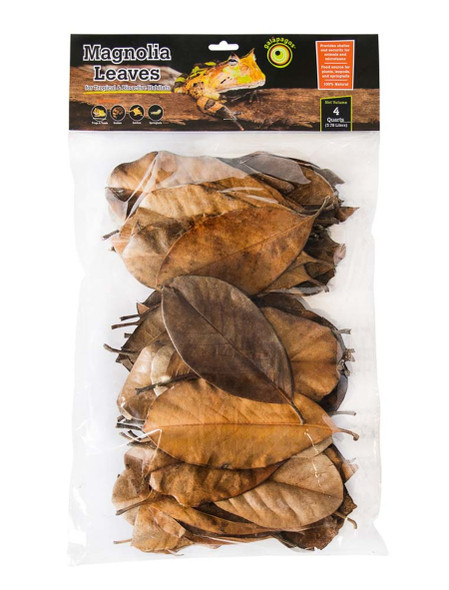 <body><p>Galapagos Magnolia Leaves make a great addition to any naturalistic vivarium. Leaves provide shelter, hiding places, and increase humidity for all the tank inhabitants. Plants and microfauna will thrive with the addition of Magnolia Leaves and the overall quality of the tank will improve. Our leaves are 6-8 and are available in a 4qt size.</p></body>