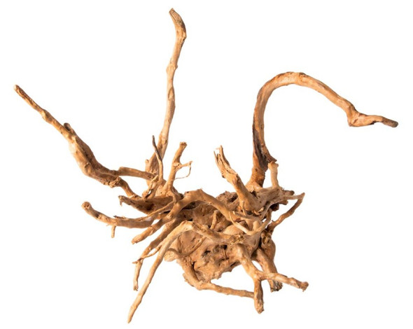 <body><p>Galapagos Natural Spider Wood Root is a unique feature for aquariums and terrariums! It sinks in water after 10 days anchored with weights and helps create the perfect 'mangrove' aquascape. It can be used as a substrate for growing aquatic mosses and plants. In terrariums, Spider Wood adds a multidimensional feature that supports tropical and arid landscapes. It creates perfect branches for Spanish or green sphagnum mosses and very interesting perches for birds or basking reptiles. Spider Wood makes an especially intriguing hide when paired with a 4 or 6 Mossy Cave.</p></body>