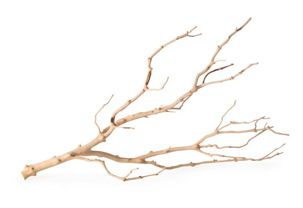 <body><p>Galapagos Staghorn Wood and Branches are a unique addition to any terrarium, aquarium, or aviary. These sandblasted pieces of manzanita have a warm aura that makes them a perfect centerpiece. Manzanita is compatible with freshwater tanks and ideal for attaching moss or aquarium plants. Nocturnal and smaller fish will love the security and hiding places the wood provides. Attach hardware to the branches to create elegant perches in any aviary or secure them in an aquarium to create a beautiful aquascape.</p></body>